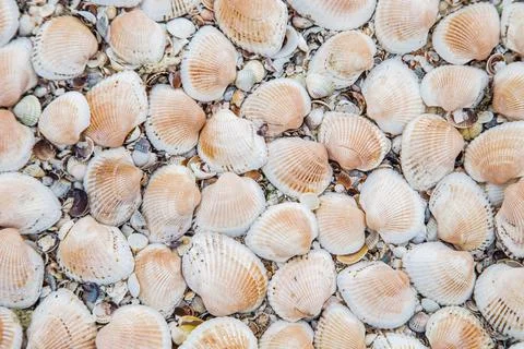 In the background are large shells, turned upside down on the sand. Stock Photos