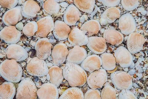 In the background are large shells, turned upside down on the sand. Stock Photos