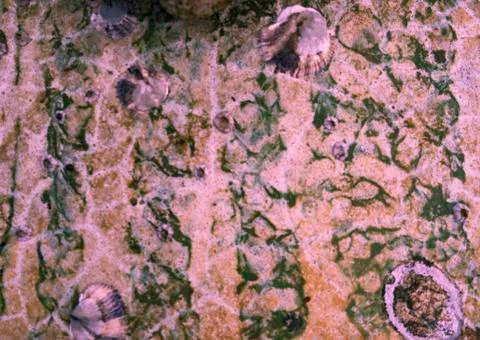 Background for art projects. Stock Photos