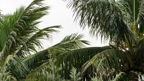 Background for art projects. Stock Photos