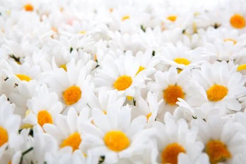 Background of artificial daisies Stock Photos
