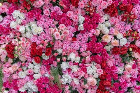 Background of artificial roses of different colors, pink reds white roses Stock Photos