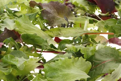 Background of arugula leaf salad. Stock-Fotos