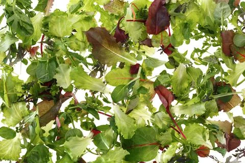 Background of arugula leaf salad. View from above. Stock Photos