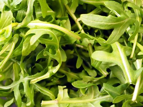 Background of arugula leaves. Culinary background Фото