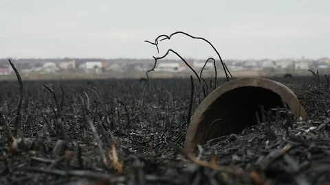 Background of ash field after a fire in Slowmotion Stock Footage 105544335