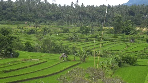 Background asian top view green plant field rice industry. summer travel 動画素材 115129697