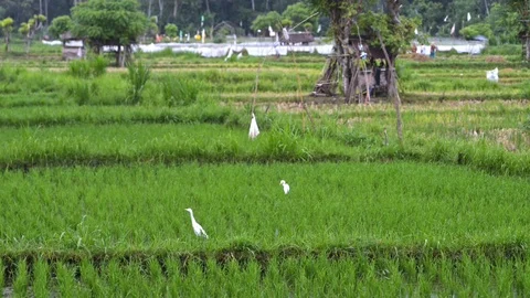 Background asian view on white stork on rice terraces green plant field industry Stock Footage 115129704