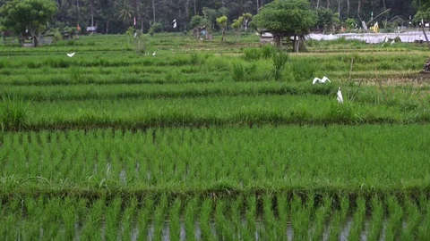 Background asian view on white stork on rice terraces standing in the water 스톡 동영상 119995655