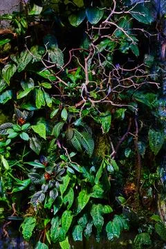 Background asset from Academy of Sciences wall of exotic rainforest plants Stock-Fotos