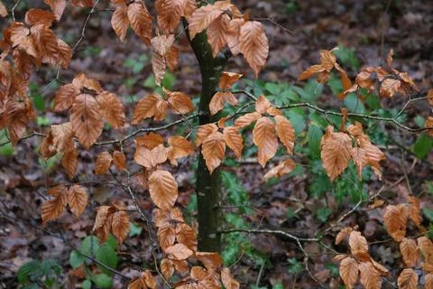 Background of assorted brown beech tree foliage in autumn and other foliage Stock Photos