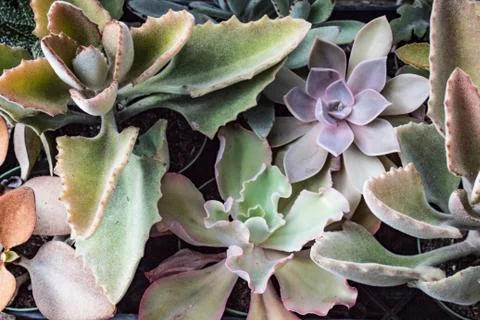 Background of assorted succulents in delicate colors Stock Photos