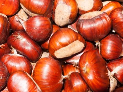 Background assortment of big brown round chestnuts Stock Photos