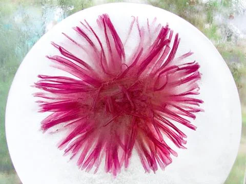 Background of aster   flower    in ice   cube with air bubbles. Stock Photos