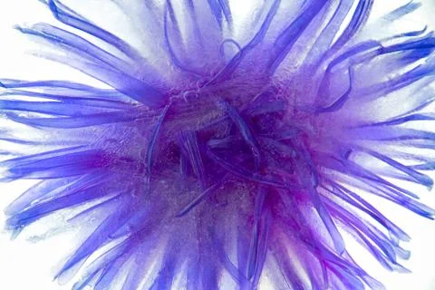 Background of aster   flower    in ice   cube with air bubbles. Stock Photos