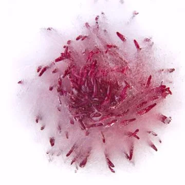 Background of aster   flower    in ice   cube with air bubbles. Foto stock
