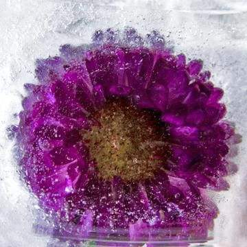 Background of aster   flower    in ice   cube with air bubbles. Stock Photos