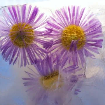 Background of aster   flower    in ice   cube with air bubbles. Stock Photos