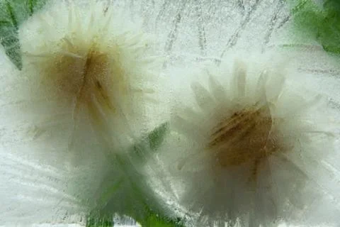 Background of aster   flower    in ice   cube with air bubbles. Stock Photos