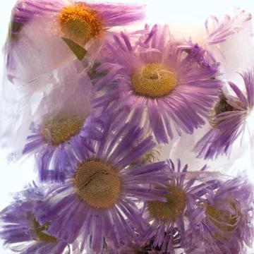 Background of aster   flower    in ice   cube with air bubbles. Stock Photos