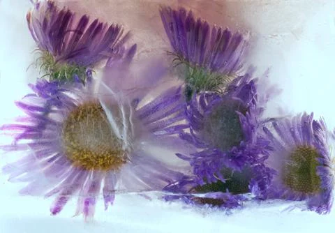 Background of aster   flower    in ice   cube with air bubbles. Stock Photos