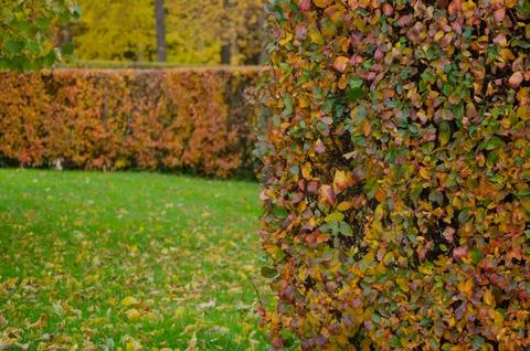 The background of an autumn bush with multi-colored leaves is beautifully and ev Stock Photos