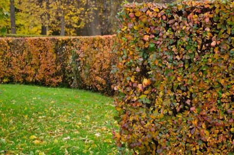 The background of an autumn bush with multi-colored leaves is beautifully and ev Stock Photos