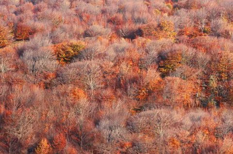 Background of autumn forest Stock Photos