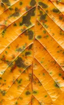 Background from autumn leaf 스톡 사진