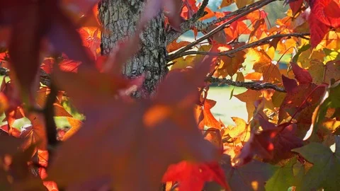 Background Autumn Leaves 스톡 동영상 118860937