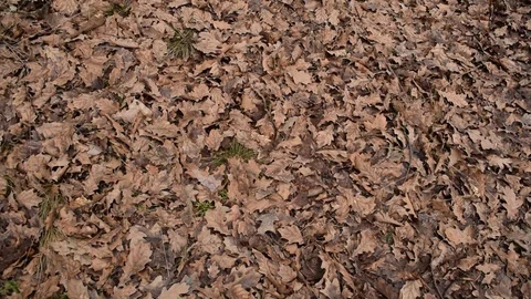 Background of autumn leaves Stock Footage 124482764