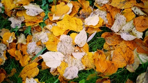 Background from autumn leaves on the ground, slow motion. Autumn mood concept Stock Footage 121704891