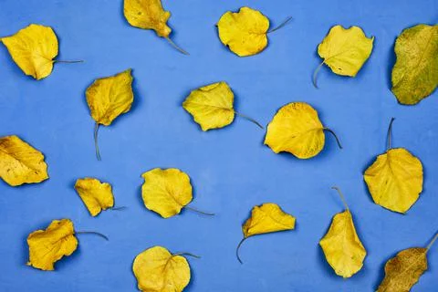 Background of autumn leaves Stock Photos