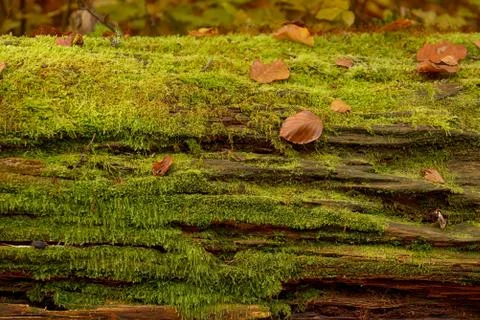 Background of autumn leaves on tree Free Stock Photos