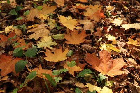 Background of autumn maple leaves. Stock Photos