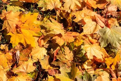 Background of the autumn maple leaves Stock Photos