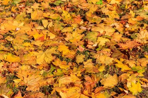 Background of the autumn maple leaves 스톡 사진