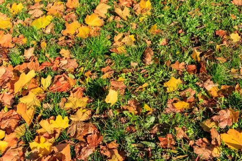 Background of the autumn maple leaves Stockfoto's