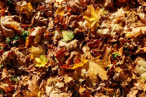 Background of the autumn maple leaves 스톡 사진