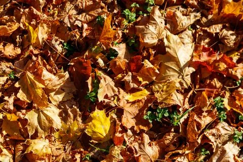 Background of the autumn maple leaves Foto stock