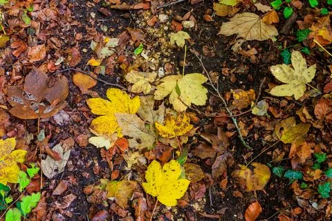 Background of the autumn maple leaves Stock-Fotos