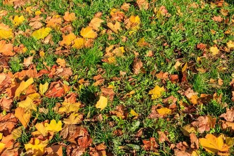 Background of the autumn maple leaves 스톡 사진