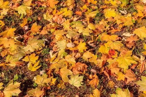 Background of the autumn maple leaves Stockfoto's
