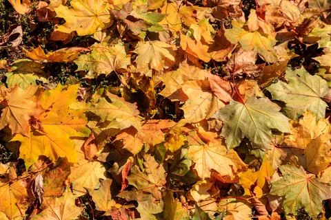 Background of the autumn maple leaves Stockfoto's