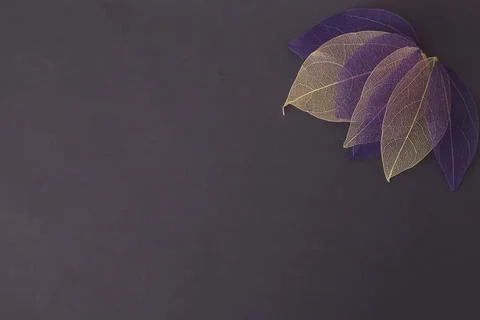 Background of autumn mood. Frame made of autumn withered decorative leaves on a Stock Photos