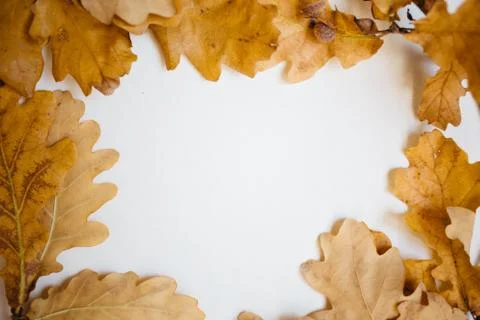 Background of autumn oak leaves on the white with copy space Stock Photos