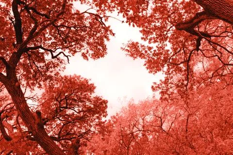 Background of autumn tree branches. Stock Photos