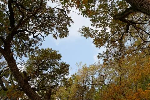 Background of autumn tree branches. Stock Photos