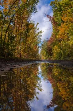 Background of autumn tree branches. Stock Photos