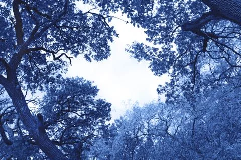 Background of autumn tree branches. Stock Photos